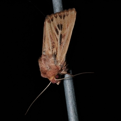 Hadenini (tribe) Sp.1. (MoV, Part 9) (A Noctuid moth (Hadeninae) at Freshwater Creek, VIC - 15 Apr 2020 by WendyEM
