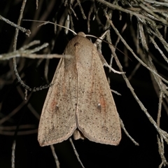 Mythimna (Pseudaletia) convecta at Freshwater Creek, VIC - 15 Apr 2020 by WendyEM