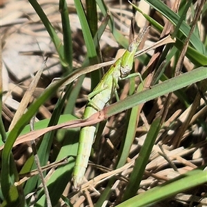 Keyacris scurra (Key's Matchstick Grasshopper) at Tarago, NSW by clarehoneydove