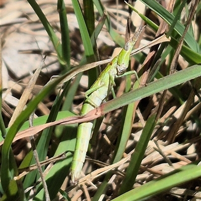 Keyacris scurra (Key's Matchstick Grasshopper) at Tarago, NSW - 12 Dec 2024 by clarehoneydove