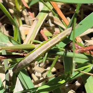 Keyacris scurra at Tarago, NSW - 12 Dec 2024 12:36 PM