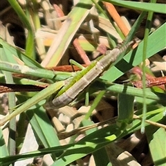 Keyacris scurra at Tarago, NSW - 12 Dec 2024 12:36 PM