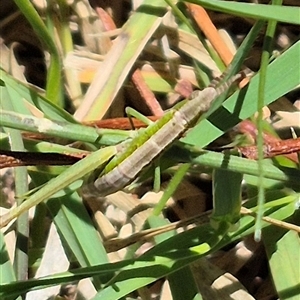 Keyacris scurra at Tarago, NSW - 12 Dec 2024 12:36 PM