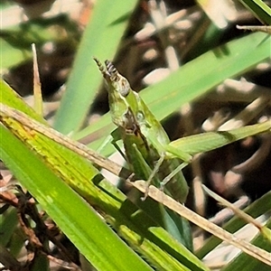 Keyacris scurra at Tarago, NSW - 12 Dec 2024 12:36 PM