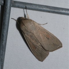 Mythimna (Pseudaletia) convecta at Freshwater Creek, VIC - 15 Apr 2020 by WendyEM