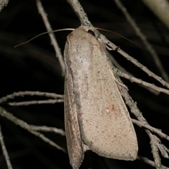 Mythimna (Pseudaletia) convecta at Freshwater Creek, VIC - 15 Apr 2020 by WendyEM