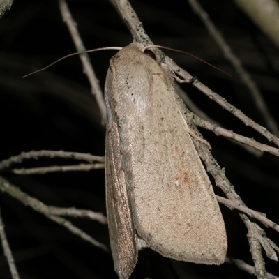 Mythimna (Pseudaletia) convecta (Common Armyworm) at Freshwater Creek, VIC - 15 Apr 2020 by WendyEM