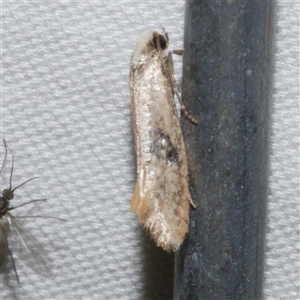 Monopis argillacea at Freshwater Creek, VIC by WendyEM