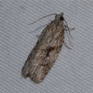 Thrincophora inconcisana at Freshwater Creek, VIC by WendyEM