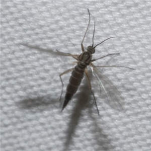 Nematocera sp. (suborder) at Freshwater Creek, VIC by WendyEM