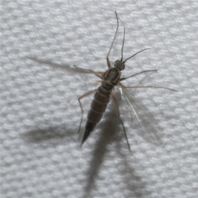 Nematocera sp. (suborder) (Unidentified 'nematoceran' fly) at Freshwater Creek, VIC - 15 Apr 2020 by WendyEM