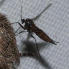 Nematocera sp. (suborder) at Freshwater Creek, VIC - 15 Apr 2020 by WendyEM