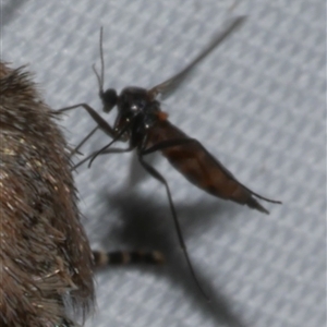 Nematocera sp. (suborder) at Freshwater Creek, VIC by WendyEM