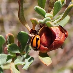 Micraspis frenata (Striped Ladybird) at Cook, ACT - 10 Dec 2024 by CathB