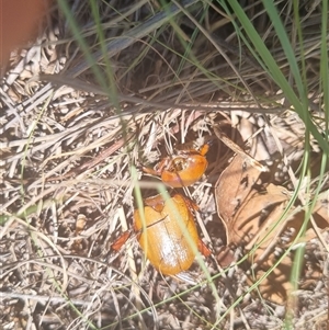 Anoplognathus sp. (genus) (Unidentified Christmas beetle) at Gordon, ACT by pixelnips