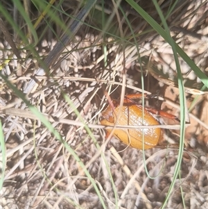 Anoplognathus sp. (genus) at Gordon, ACT - 12 Dec 2024