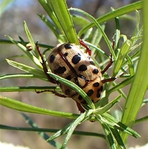 Neorrhina punctata (Spotted flower chafer) at Cook, ACT by CathB