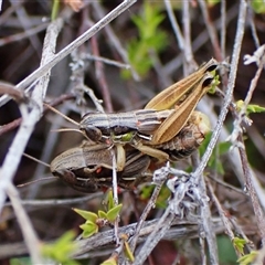 Brachyexarna lobipennis (Stripewinged meadow grasshopper) at Cook, ACT - 11 Dec 2024 by CathB