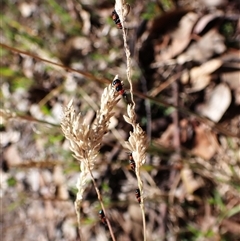 Dicranolaius bellulus (Red and Blue Pollen Beetle) at Cook, ACT - 11 Dec 2024 by CathB