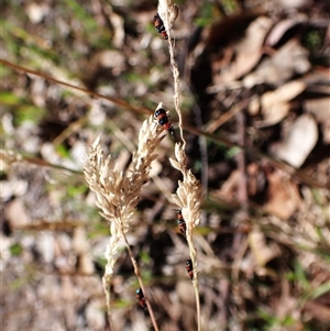 Dicranolaius bellulus at Cook, ACT - 11 Dec 2024 10:07 AM