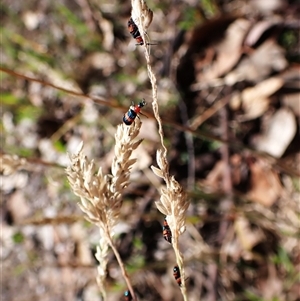 Dicranolaius bellulus at Cook, ACT - 11 Dec 2024 10:07 AM