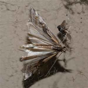 Hednota pedionoma at Freshwater Creek, VIC by WendyEM