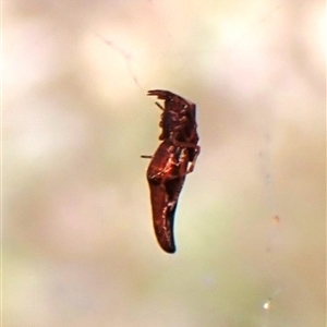 Argyrodes sp. (genus) at Cook, ACT by CathB