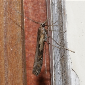 Hednota pedionoma at Freshwater Creek, VIC by WendyEM