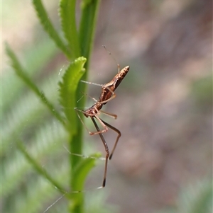 Argyrodes sp. (genus) at Cook, ACT by CathB