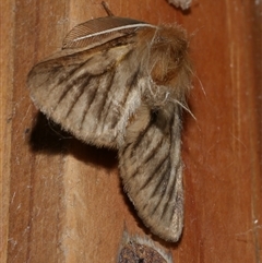 Pterolocera (genus) at Freshwater Creek, VIC - 17 Apr 2020 by WendyEM