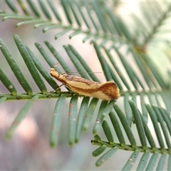 Thema psammoxantha (A concealer moth) at Cook, ACT - 10 Dec 2024 by CathB