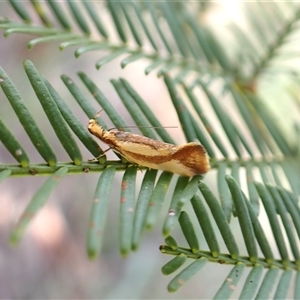 Thema psammoxantha (A concealer moth) at Cook, ACT by CathB