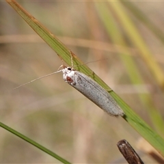 Zacorus carus at Cook, ACT - 10 Dec 2024 by CathB