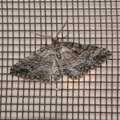 Aponotoreas dascia (Dascia Carpet (Larentiinae)) at Freshwater Creek, VIC - 18 Apr 2020 by WendyEM