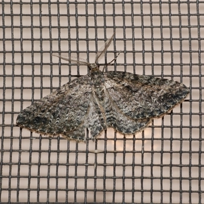 Aponotoreas dascia (Dascia Carpet (Larentiinae)) at Freshwater Creek, VIC - 18 Apr 2020 by WendyEM