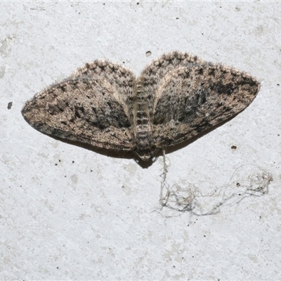 Aponotoreas dascia (Dascia Carpet (Larentiinae)) at Freshwater Creek, VIC - 18 Apr 2020 by WendyEM