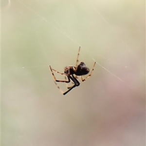 Argyrodes sp. (genus) at Cook, ACT by CathB