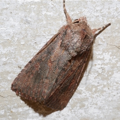 Dasygaster padockina at Freshwater Creek, VIC - 17 Apr 2020 by WendyEM