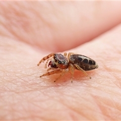 Opisthoncus sexmaculatus (Six-marked jumping spider) at Cook, ACT - 5 Dec 2024 by CathB