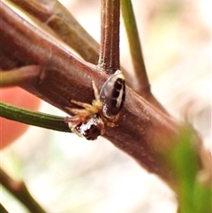 Opisthoncus sexmaculatus at Cook, ACT - 6 Dec 2024