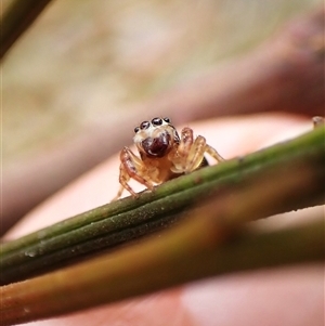 Opisthoncus sexmaculatus at Cook, ACT - 6 Dec 2024