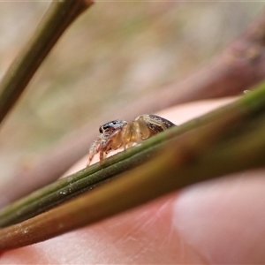 Opisthoncus sexmaculatus at Cook, ACT - 6 Dec 2024