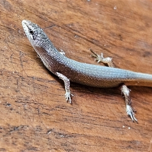 Saproscincus mustelinus (Weasel Skink) at Braidwood, NSW by MatthewFrawley