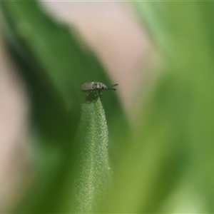 Unidentified True bug (Hemiptera, Heteroptera) at Lyons, ACT by ran452