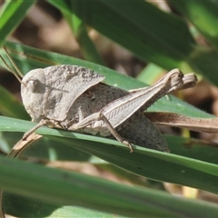 Gastrimargus musicus (Yellow-winged Locust or Grasshopper) at Goulburn, NSW - 10 Dec 2024 by glbn1