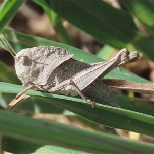 Gastrimargus musicus (Yellow-winged Locust or Grasshopper) at Goulburn, NSW by glbn1