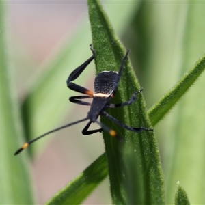 Unidentified True bug (Hemiptera, Heteroptera) at Lyons, ACT by ran452