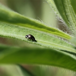 Unidentified Beetle (Coleoptera) at Lyons, ACT by ran452