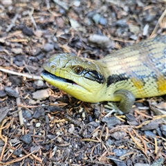 Tiliqua scincoides scincoides (Eastern Blue-tongue) at Braidwood, NSW - 12 Dec 2024 by MatthewFrawley