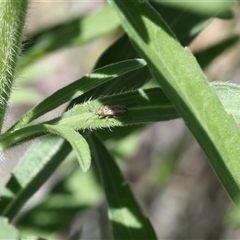 Unidentified True bug (Hemiptera, Heteroptera) at Lyons, ACT - 12 Dec 2024 by ran452